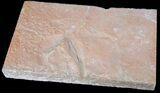 Rare Fossil Reptile Skin Impression - Green River Formation #12263-1